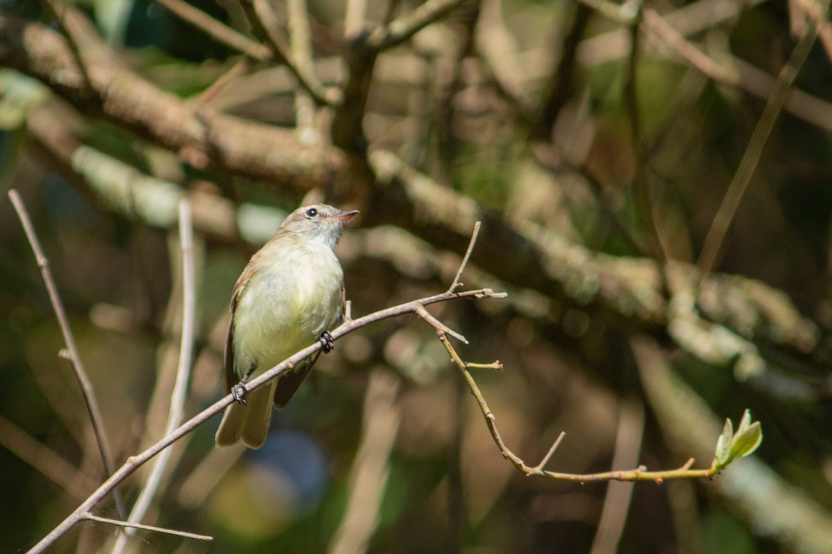 Mouse-colored Tyrannulet - ML647871963