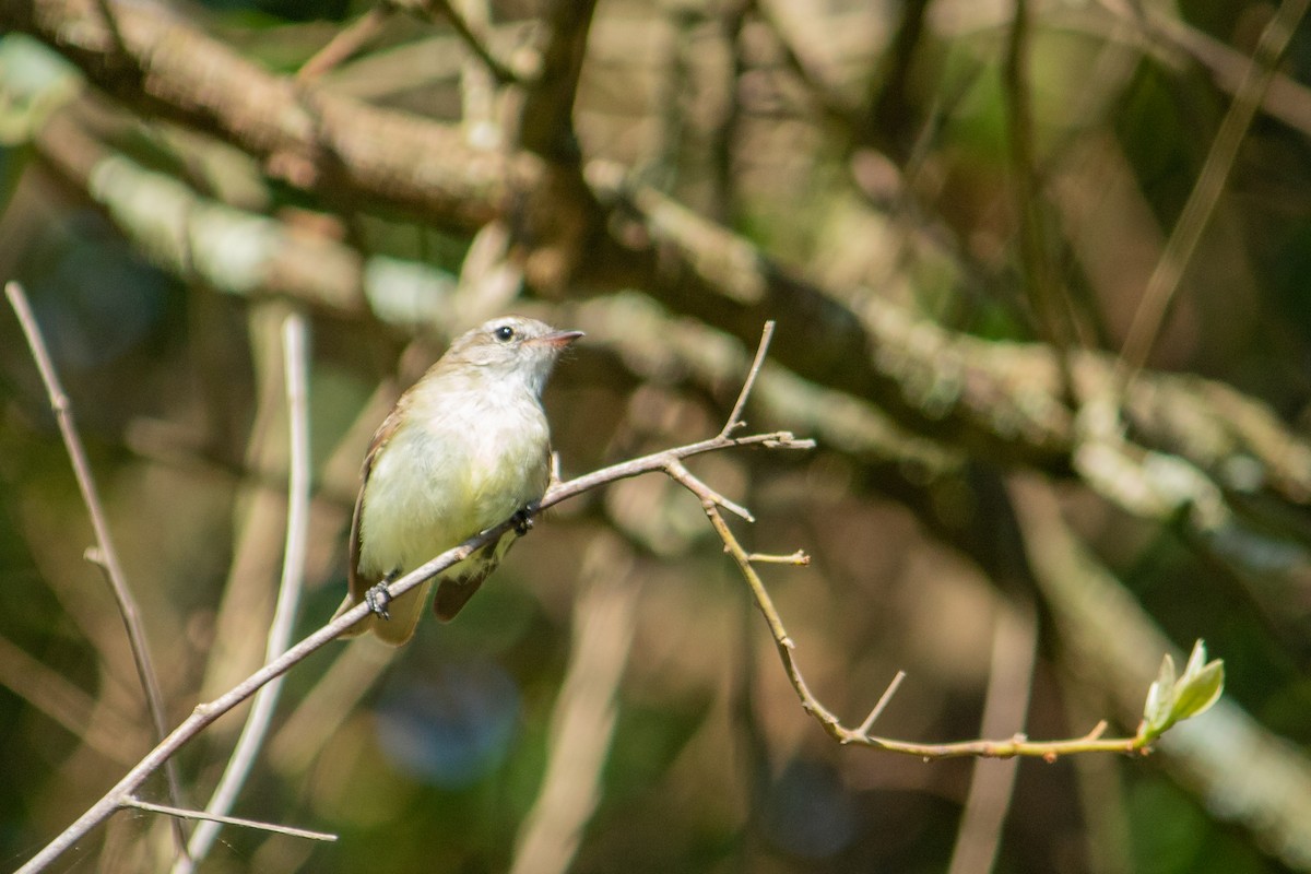 Mouse-colored Tyrannulet - ML647871964