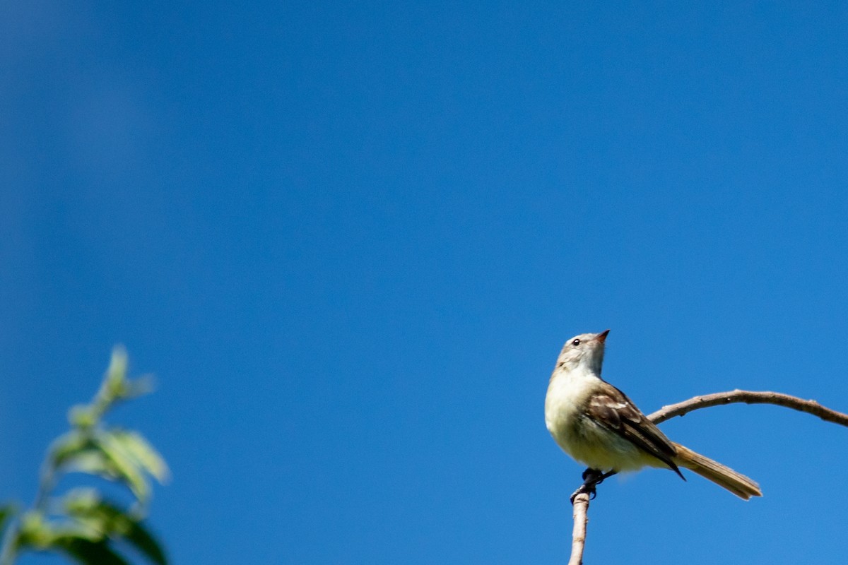 Mouse-colored Tyrannulet - ML647871965