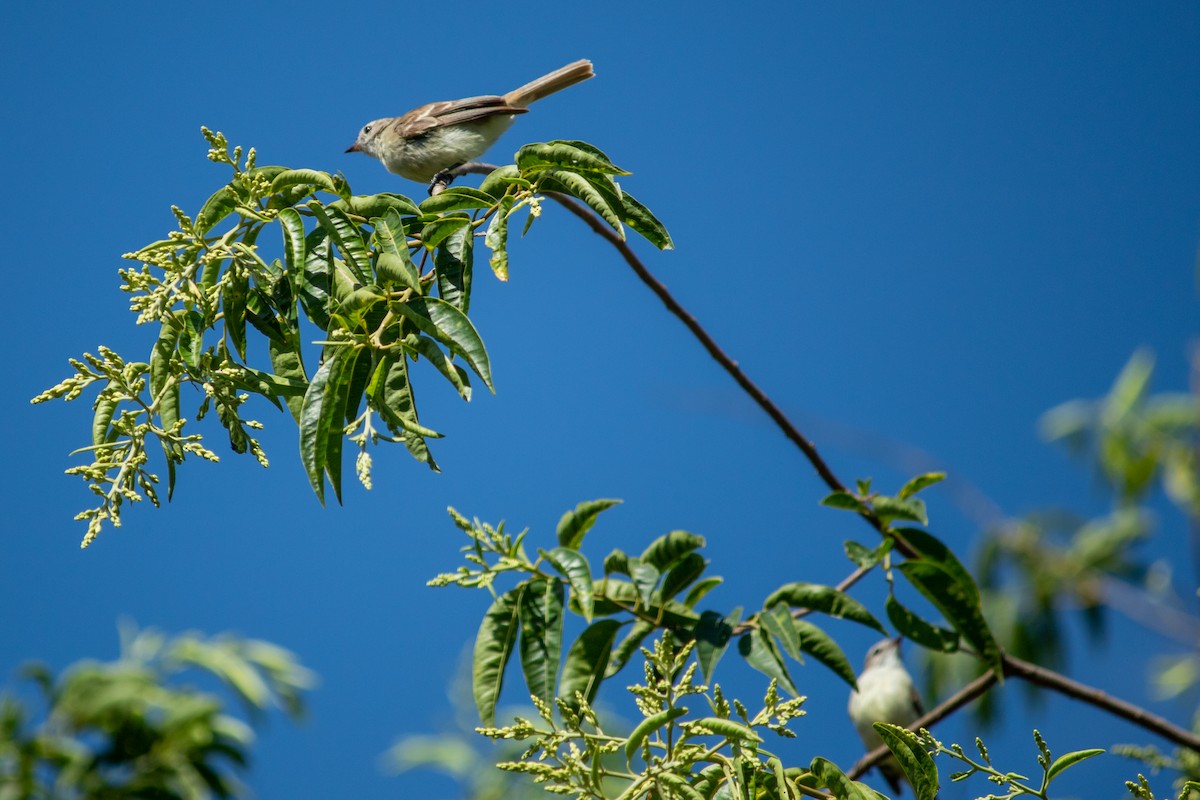 Mouse-colored Tyrannulet - ML647871966