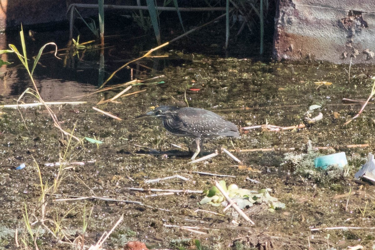 Little Heron - ML647871967