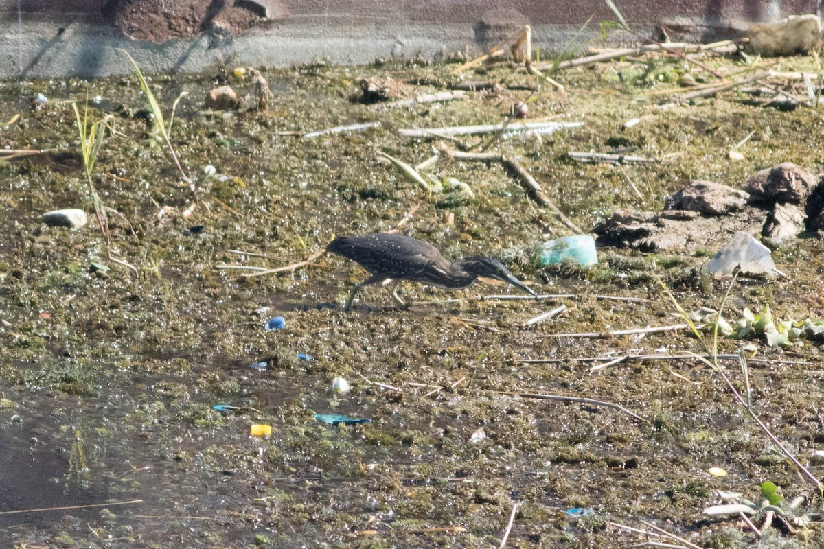 Little Heron - ML647871968