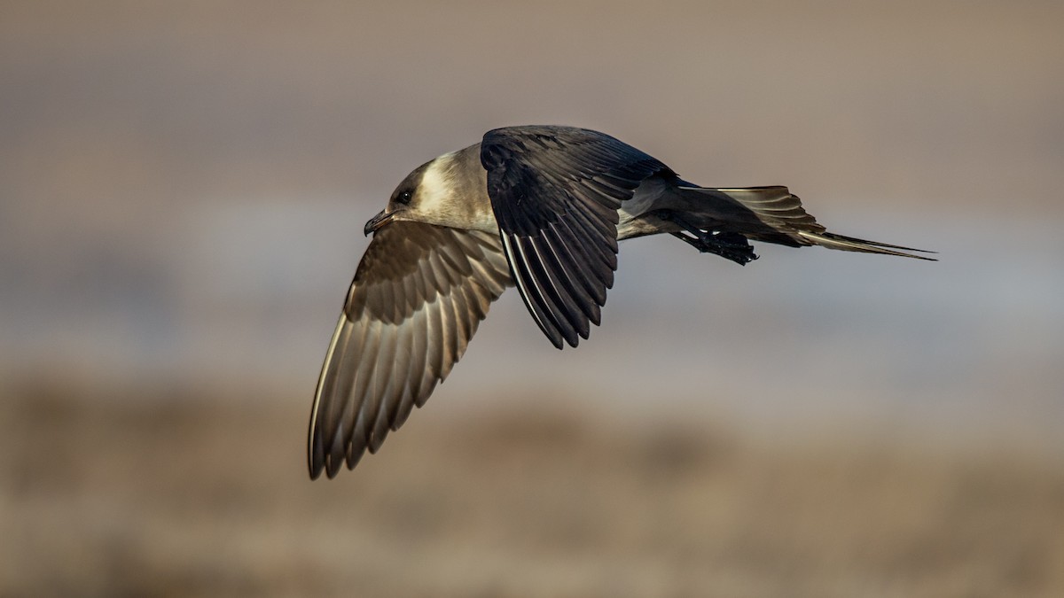 Parasitic Jaeger - ML64787201