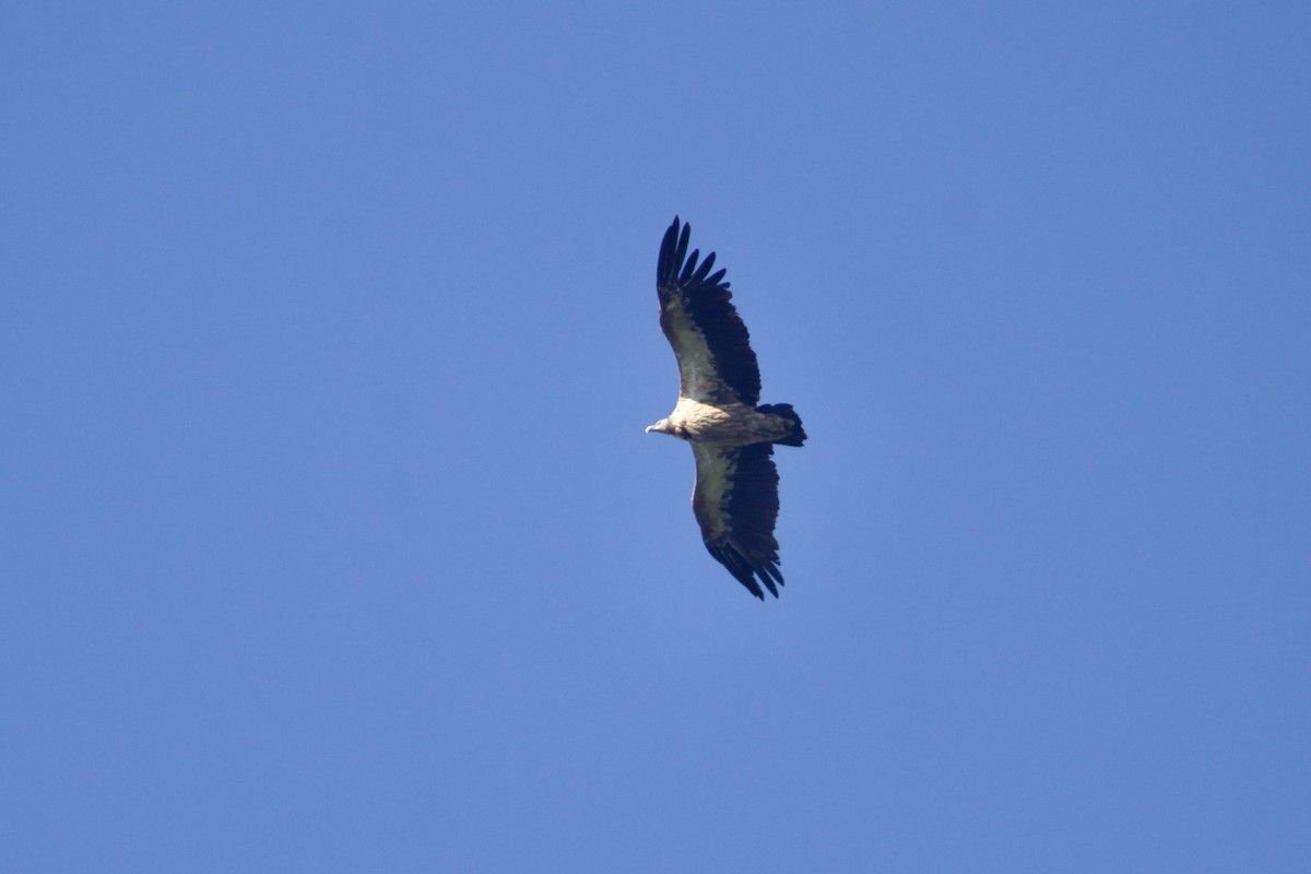 נשר הימלאיה - ML647872017