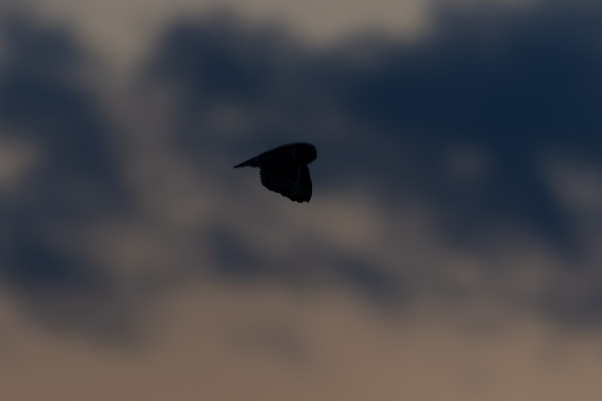 kalous pustovka - ML647872031