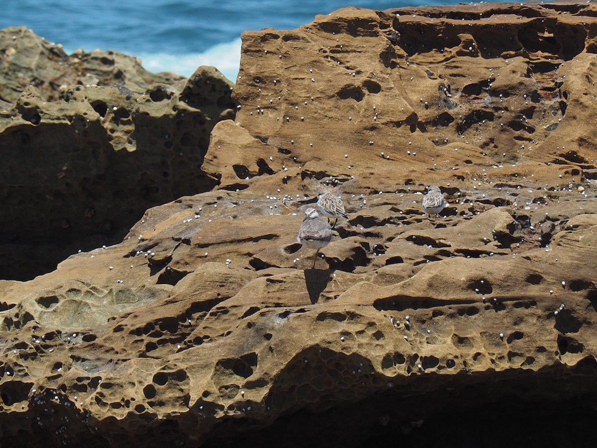 ביצנית אפורת-זנב - ML647872061