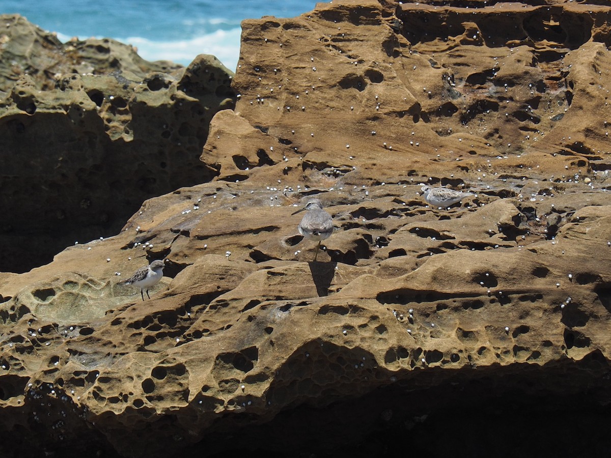 ביצנית אפורת-זנב - ML647872062