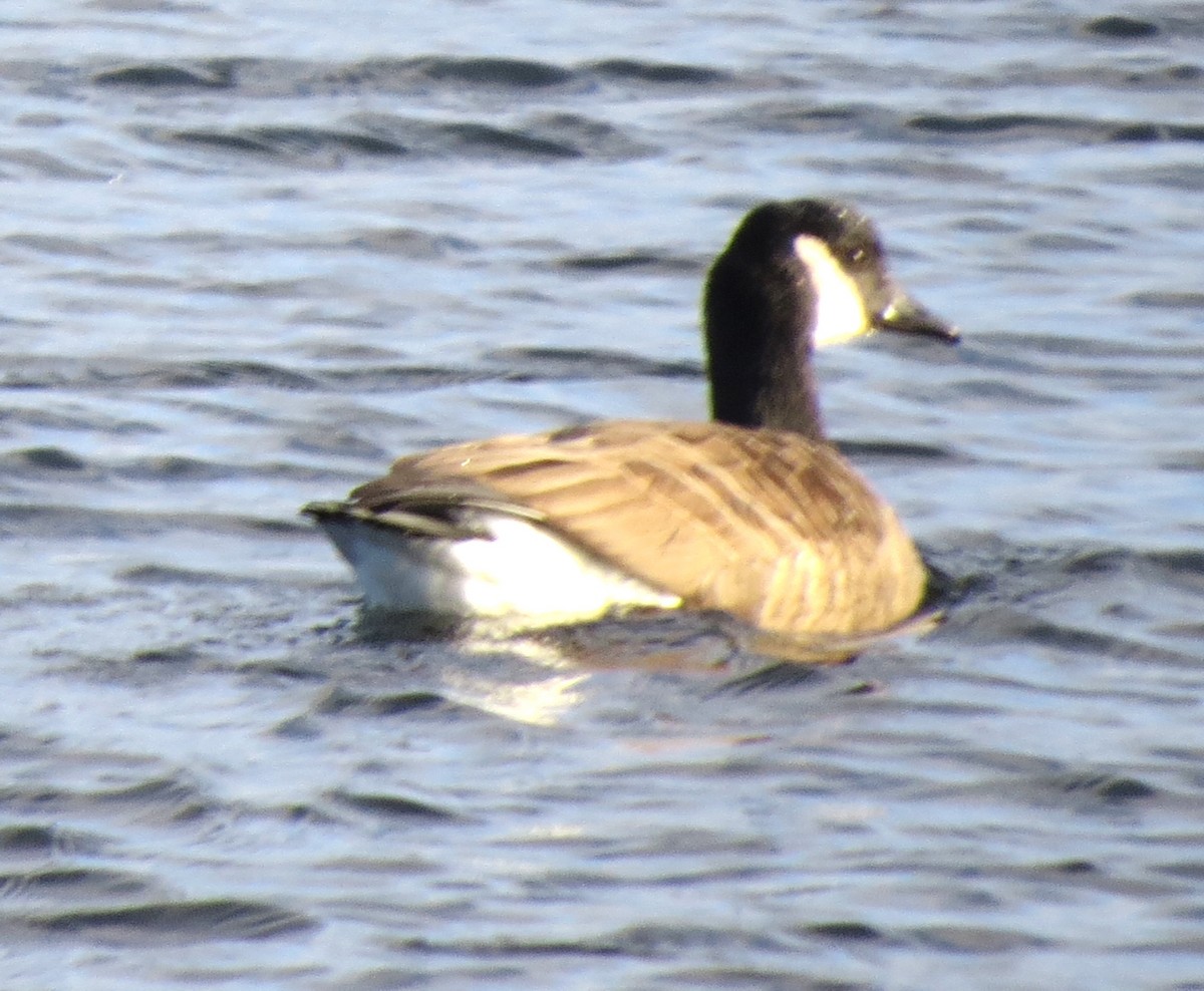 Barnacla Canadiense Grande - ML647872064