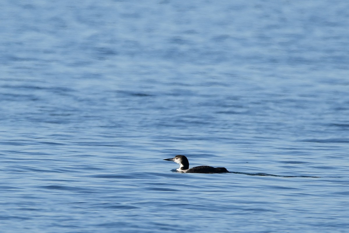 potáplice lední - ML647872066