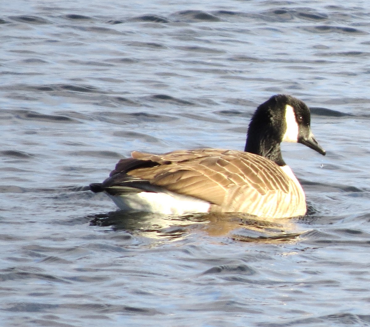 Barnacla Canadiense Grande - ML647872070