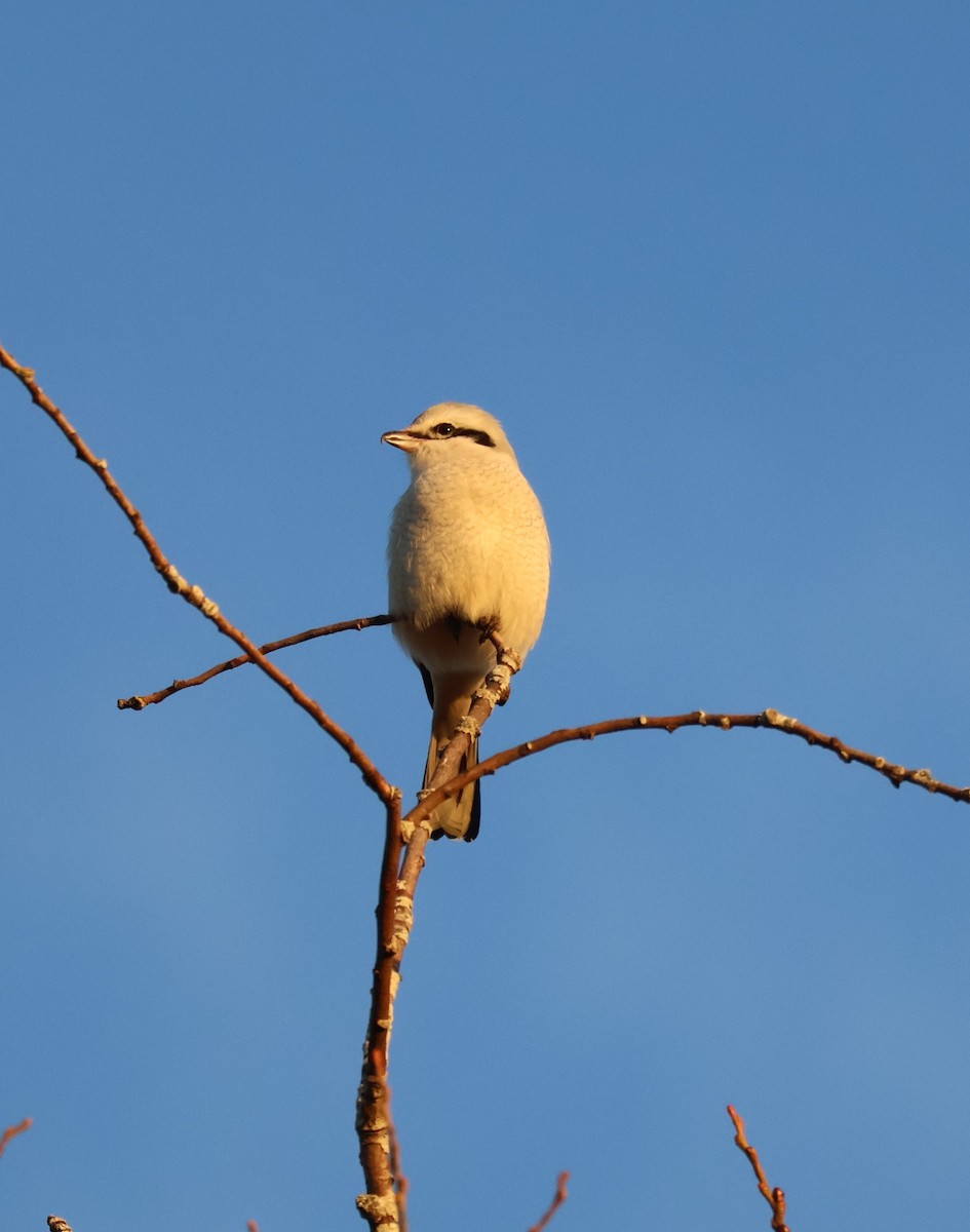 ťuhýk severní - ML647872088