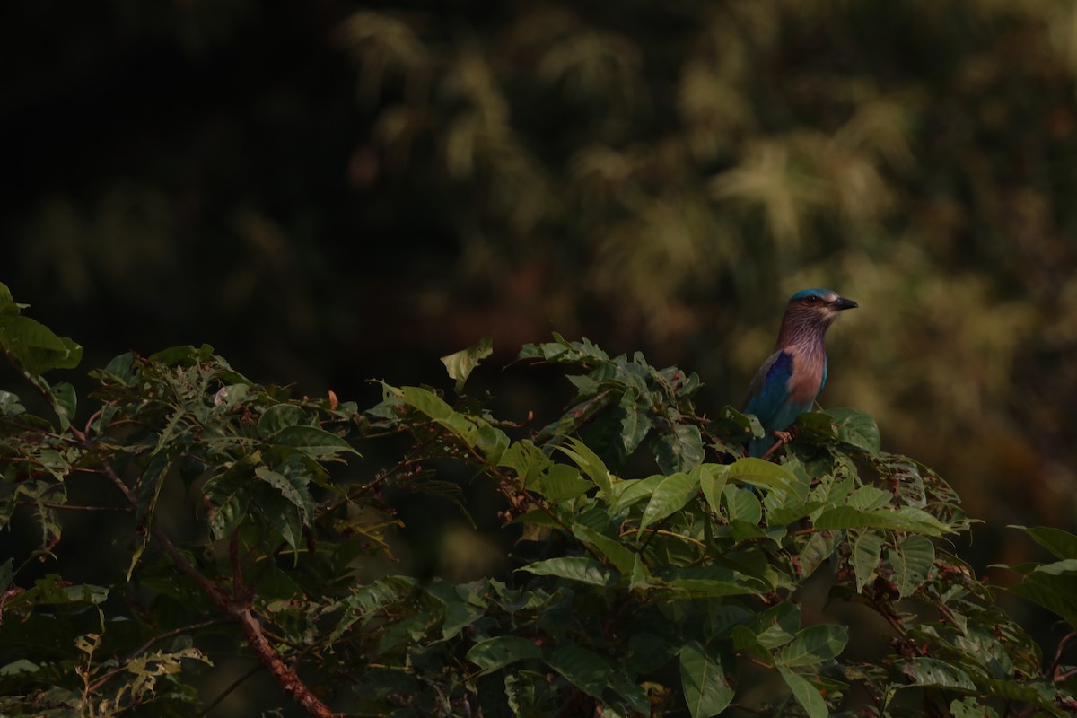 Rollier indien - ML647872090