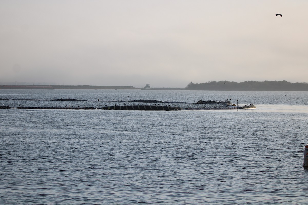 ワライカモメ - ML647872099