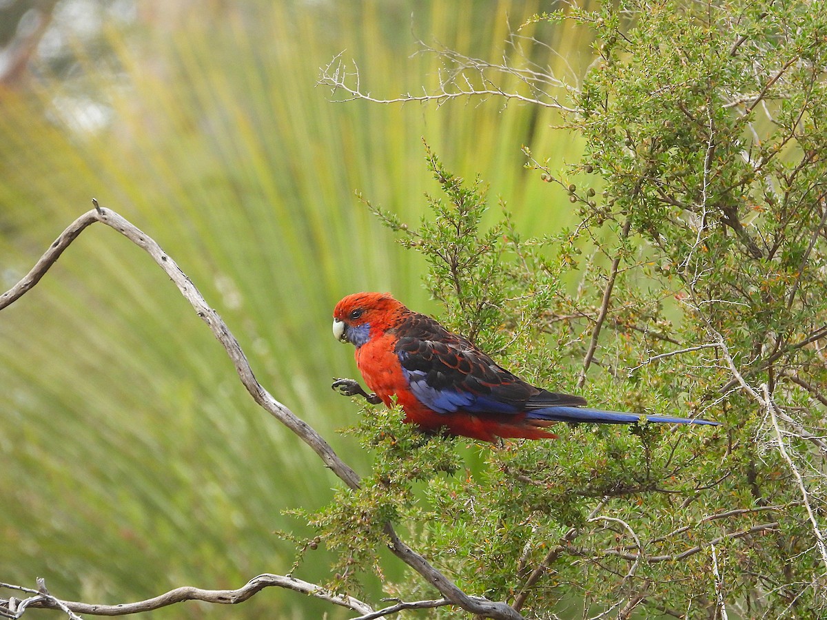 Perruche de Pennant - ML647872104
