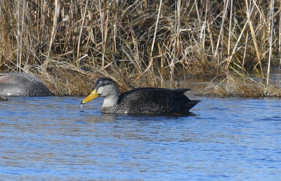 Canard noir - ML647872105