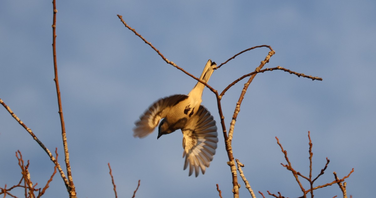 Pie-grièche boréale - ML647872106