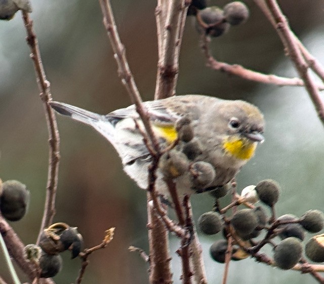 Paruline à croupion jaune (auduboni) - ML647872107