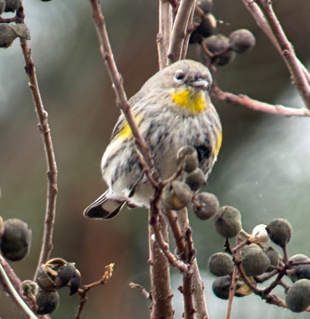 Paruline à croupion jaune (auduboni) - ML647872108