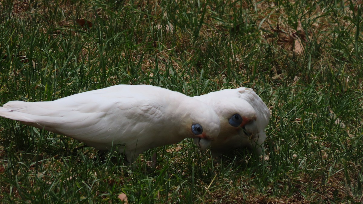 Cacatoès corella - ML647872109