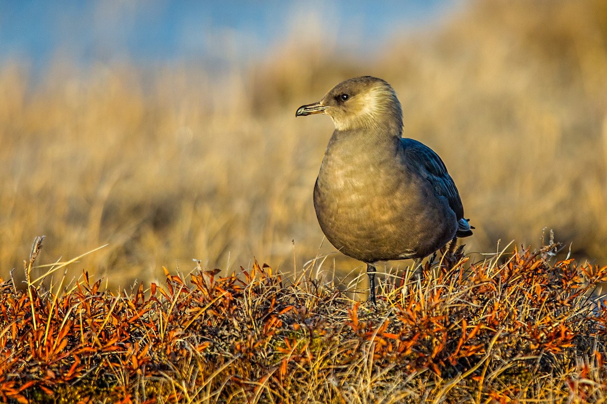 Parasitic Jaeger - ML64787211