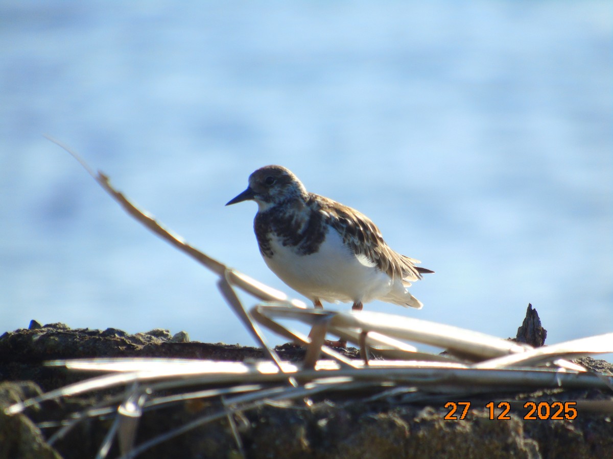 Tournepierre à collier - ML647872110