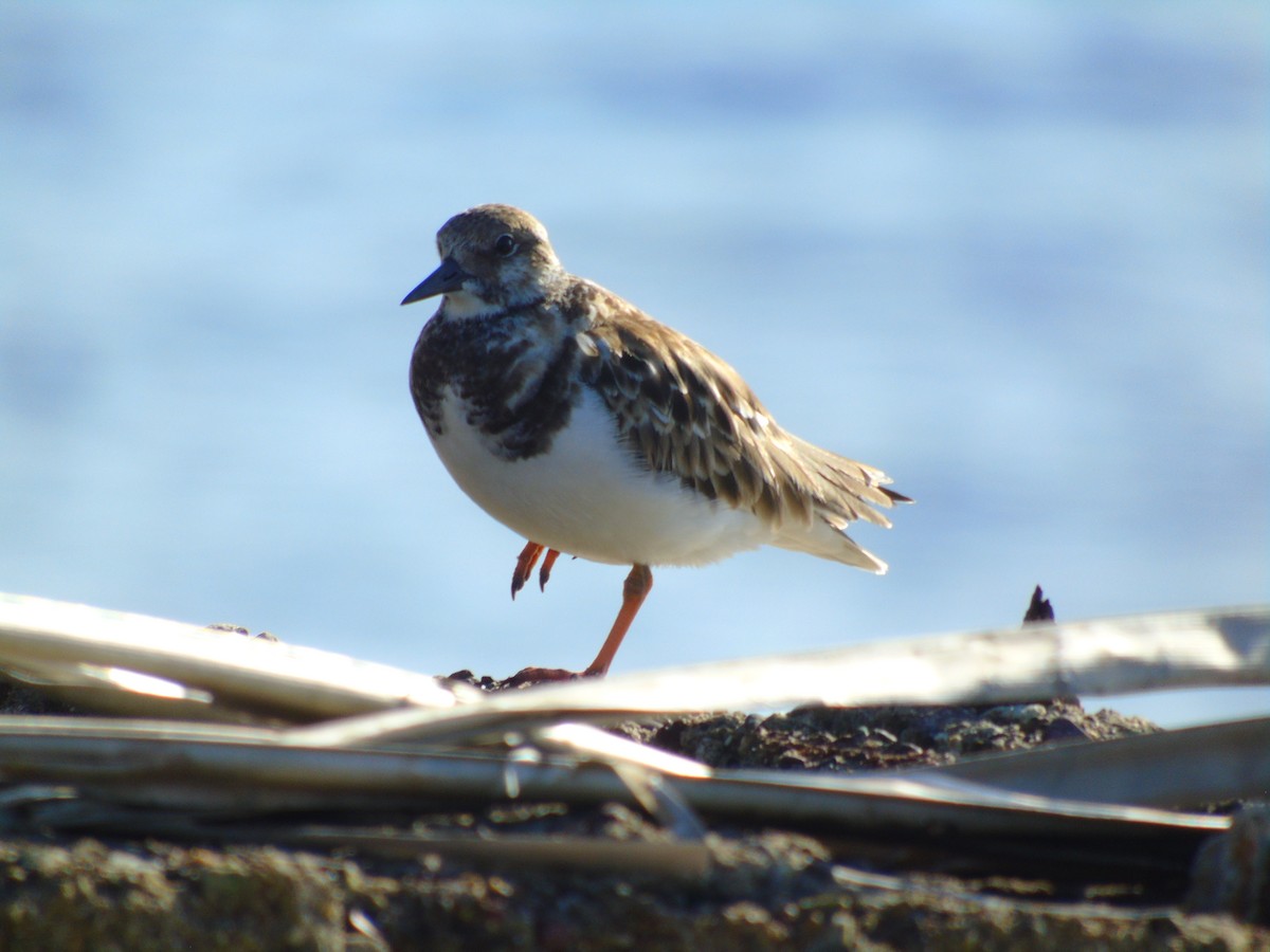 Tournepierre à collier - ML647872111