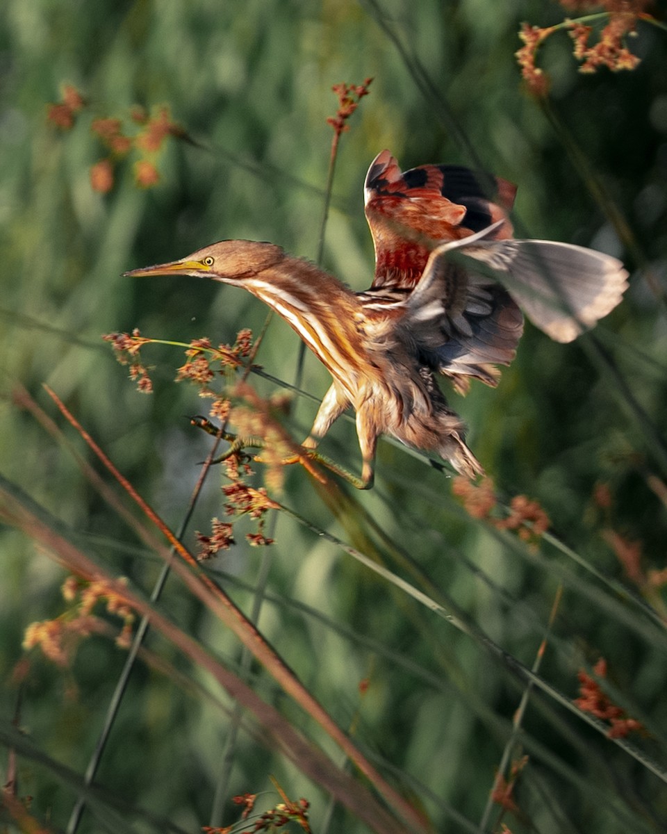 Blongios varié - ML647872112