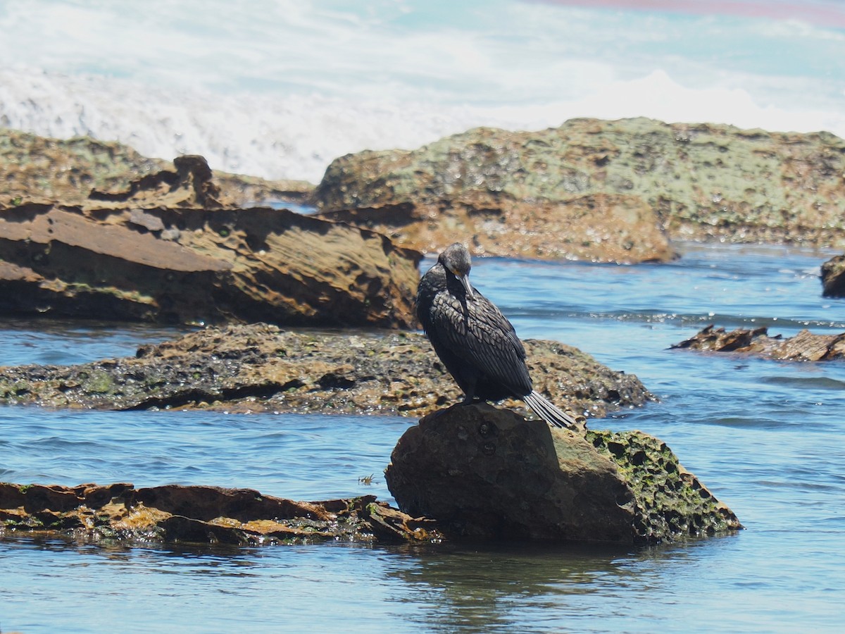 Grand Cormoran - ML647872113