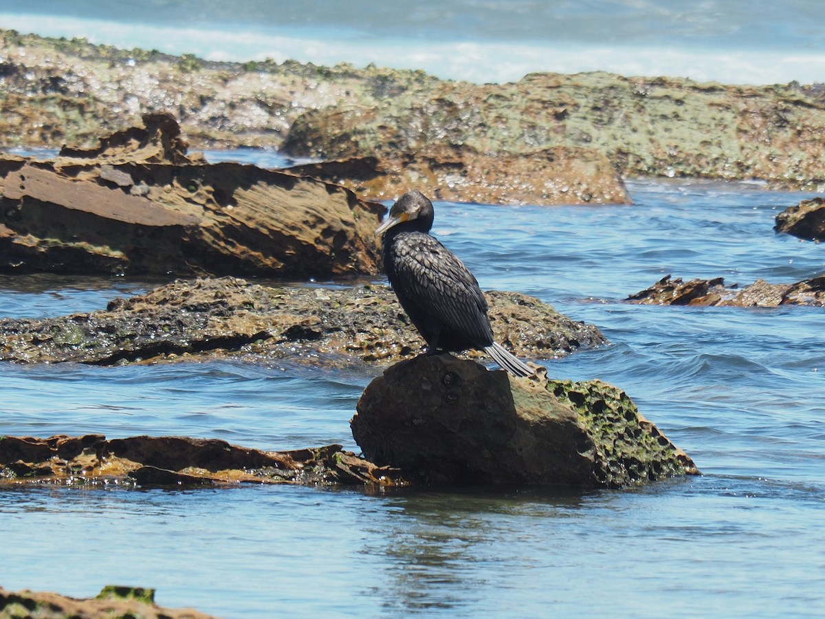 Grand Cormoran - ML647872114