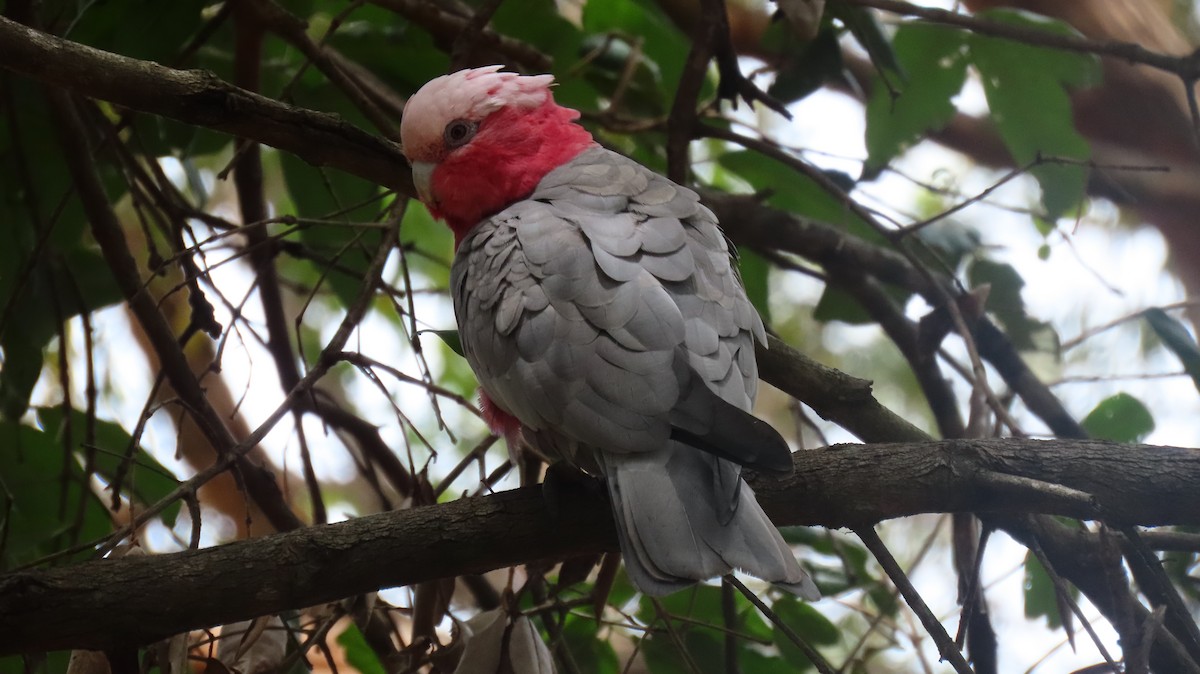 Cacatoès rosalbin - ML647872115