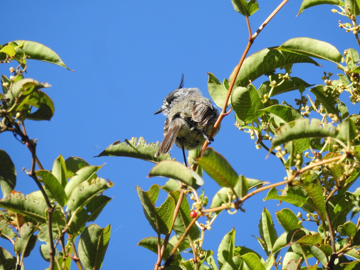 Taurillon mésange - ML647872116