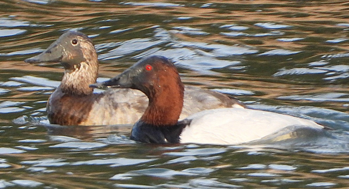 Fuligule à dos blanc - ML647872119