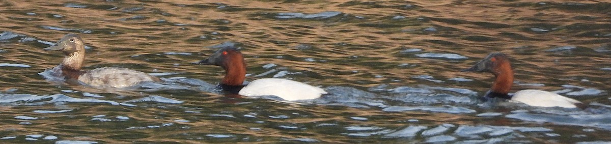 Fuligule à dos blanc - ML647872120