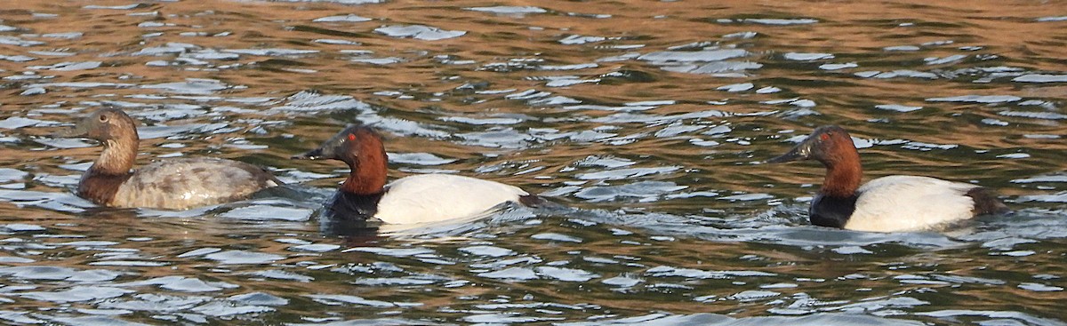 Fuligule à dos blanc - ML647872121