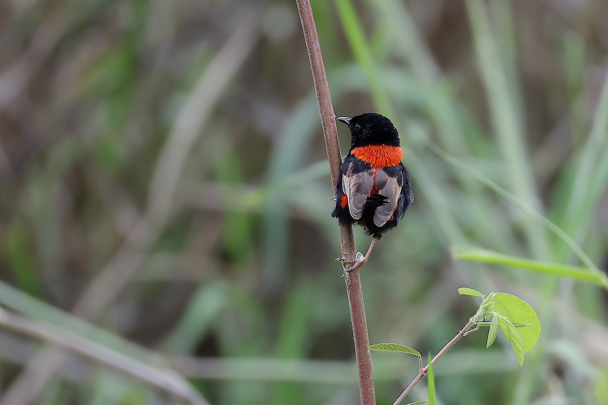 Mérion à dos rouge - ML647872123