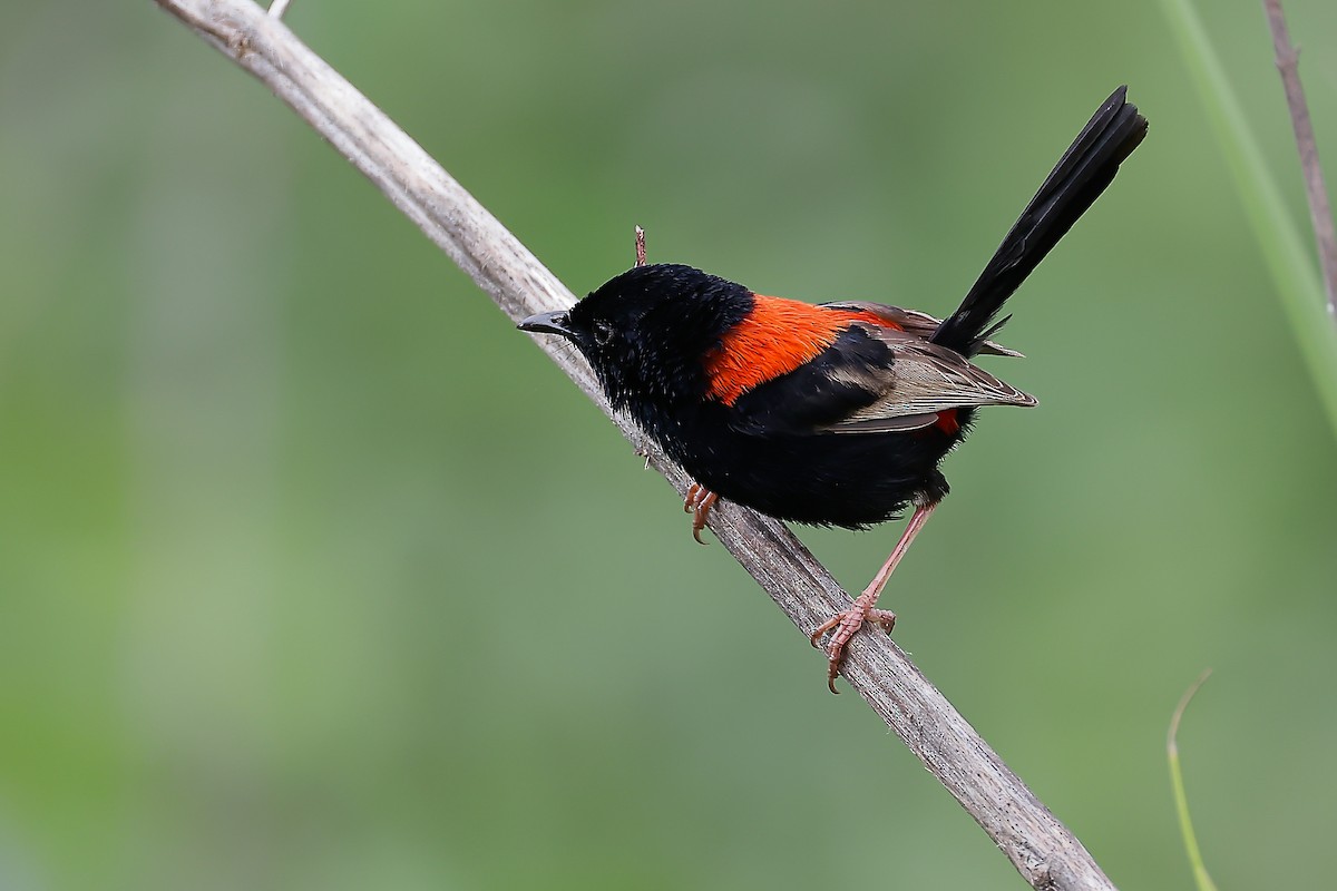 Mérion à dos rouge - ML647872124