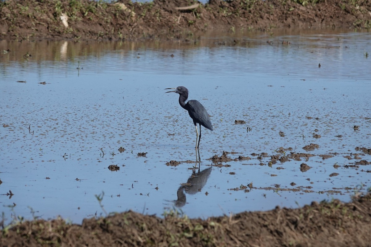 Aigrette bleue - ML647872129