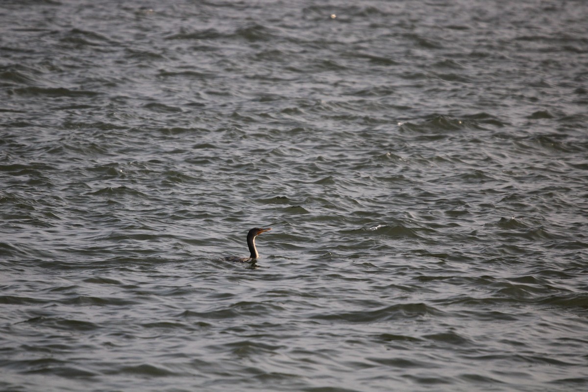 Plongeon huard - ML647872130