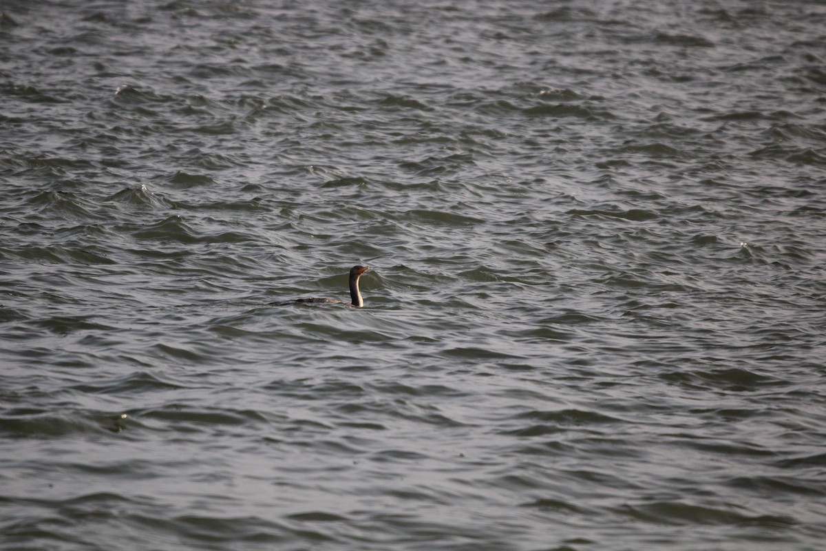 Plongeon huard - ML647872131