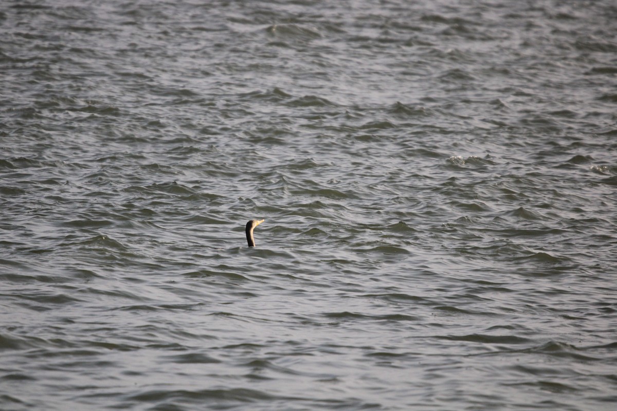 Plongeon huard - ML647872132