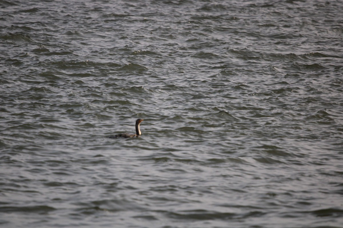 Plongeon huard - ML647872133