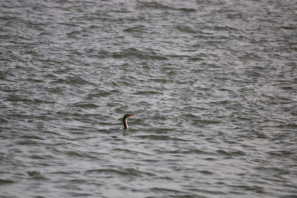 Plongeon huard - ML647872134