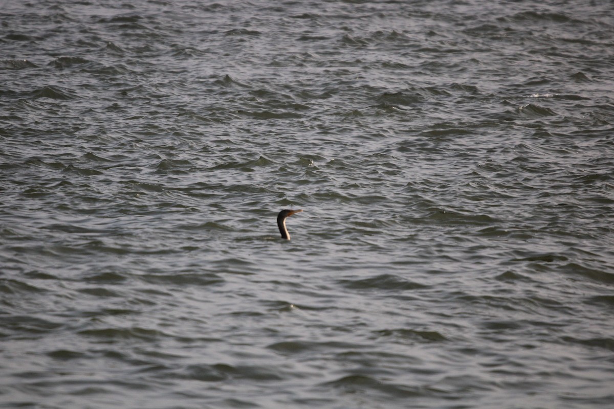 Plongeon huard - ML647872135