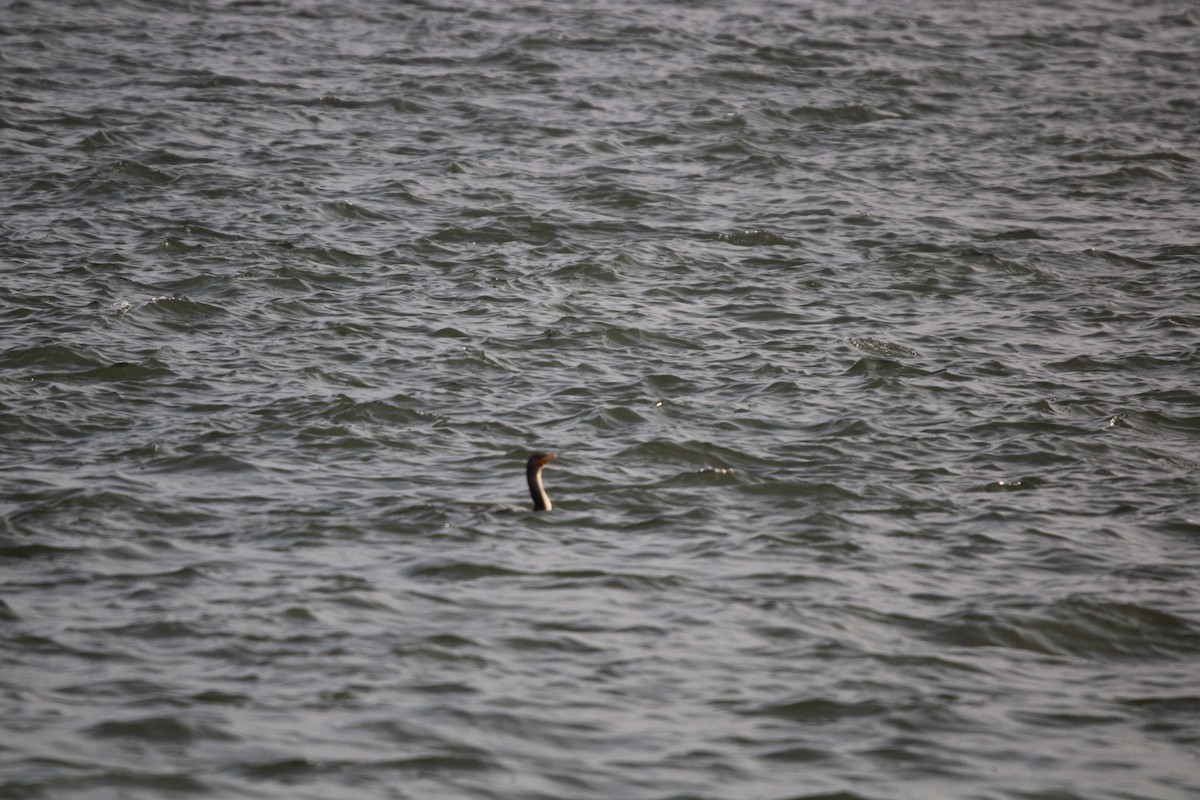 Plongeon huard - ML647872136