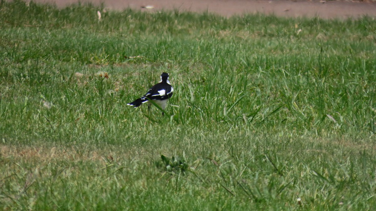 Gralline pie - ML647872137