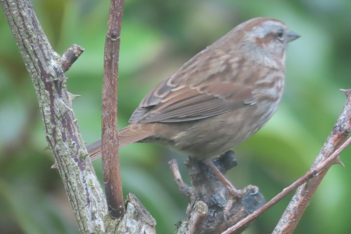 Bruant chanteur - ML647872138