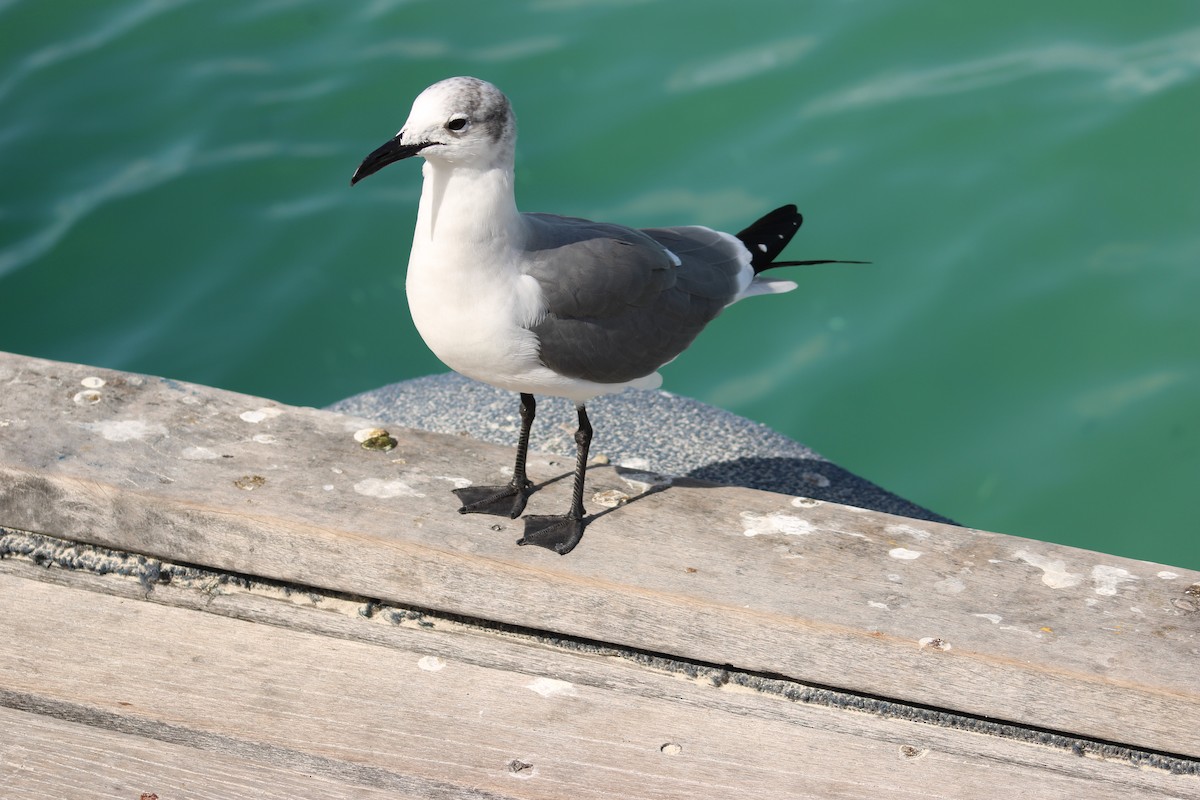 ワライカモメ - ML647872149