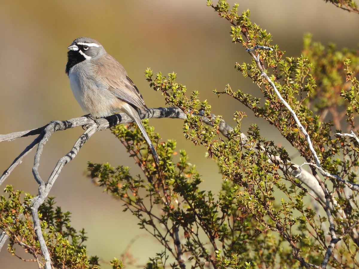 svartstrupespurv - ML647872157