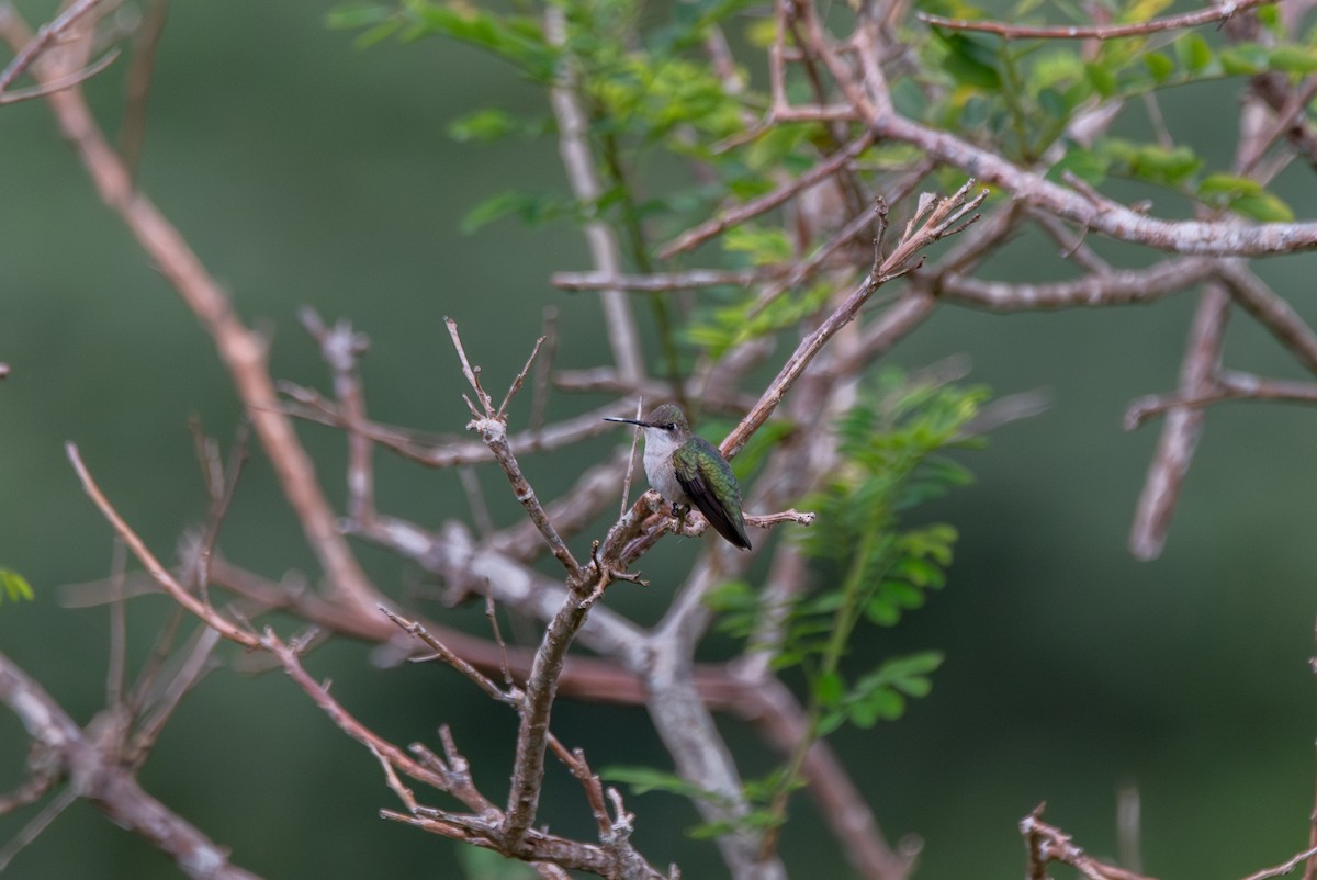 Ruby-throated Hummingbird - ML647872159
