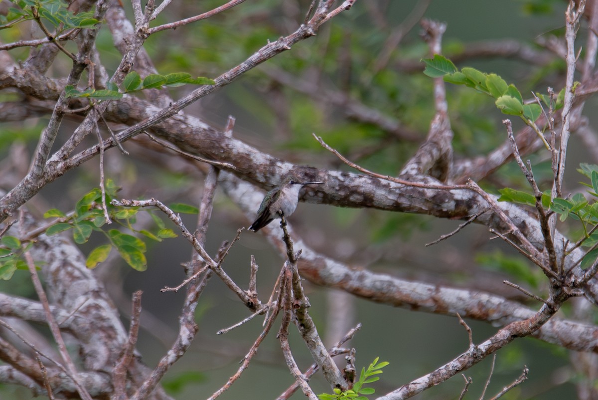 Ruby-throated Hummingbird - ML647872160